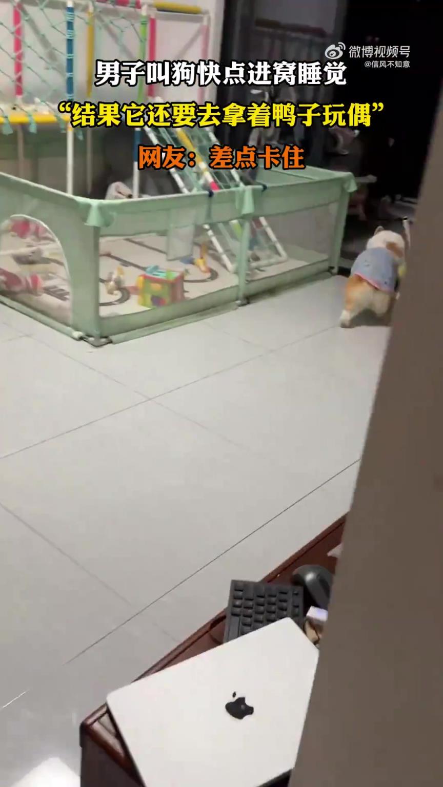 男子喊狗進(jìn)窩睡覺，狗狗卻還要去拿鴨子玩偶