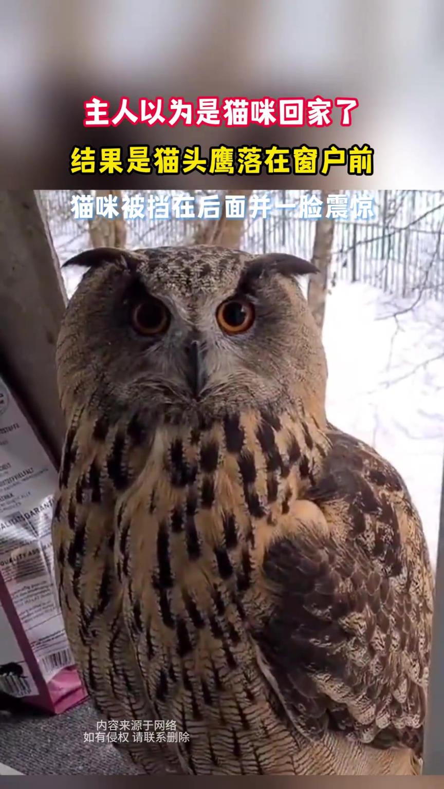 主人以為是貓咪回家了，結果是貓頭鷹落在窗戶前