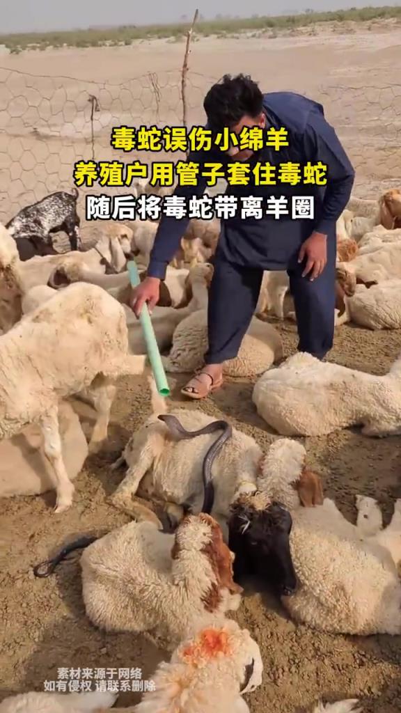 毒蛇誤傷綿羊被養(yǎng)殖戶捕獲，帶離羊圈化險(xiǎn)情