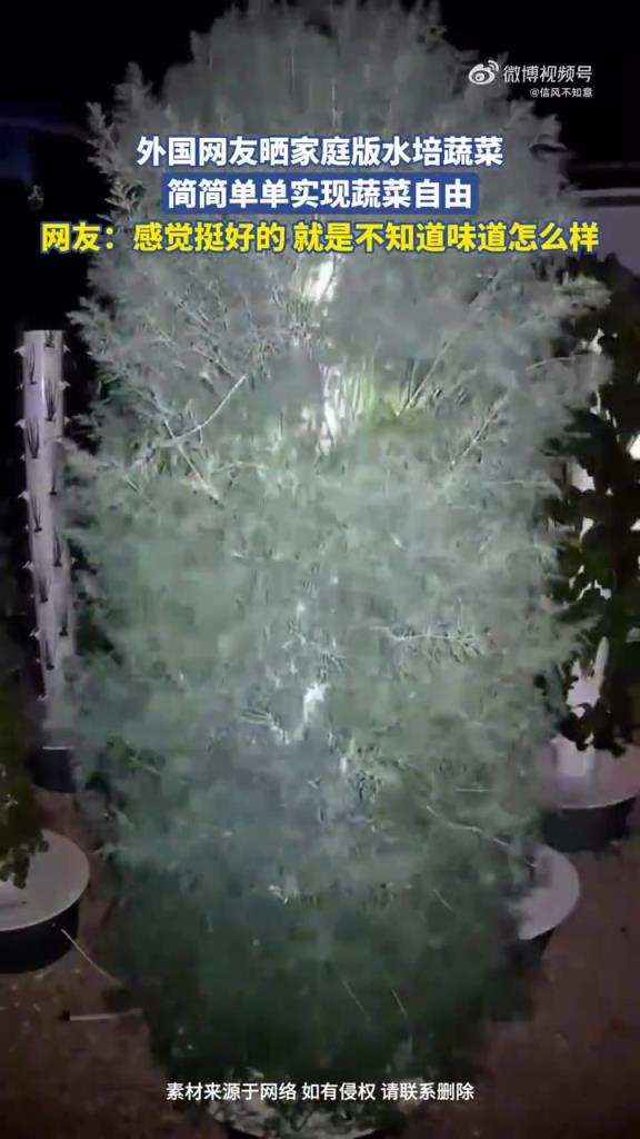 外國網(wǎng)友曬家庭版水培蔬菜，簡簡單單實現(xiàn)蔬菜自由！