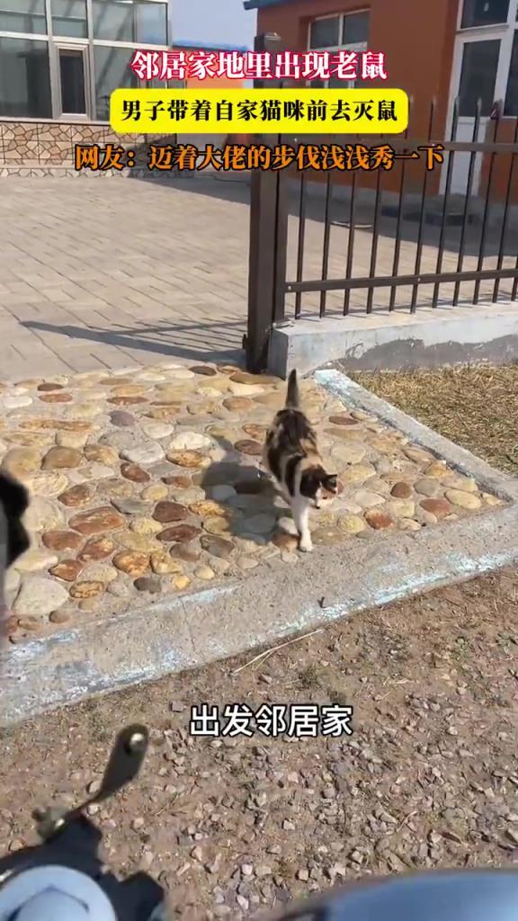 鄰居家地里出現老鼠，男子帶著自家貓咪前去滅鼠