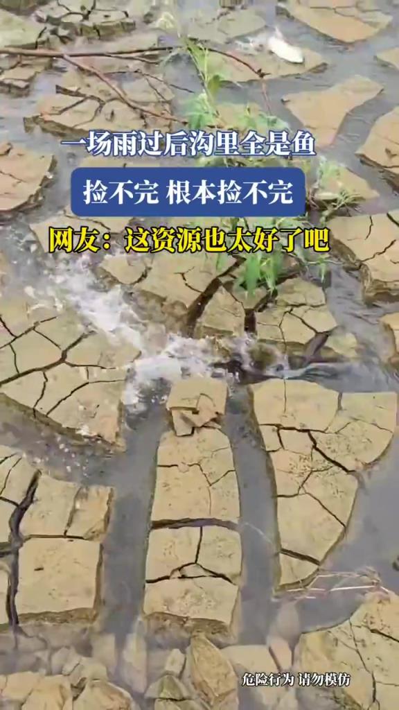 一場(chǎng)雨過后溝里全是魚，撿不完 根本撿不完