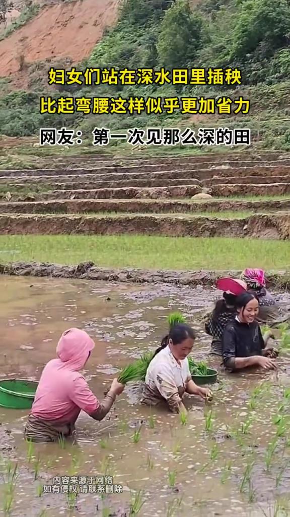 婦女們站在深水田里插秧，比起彎腰這樣似乎更加省力