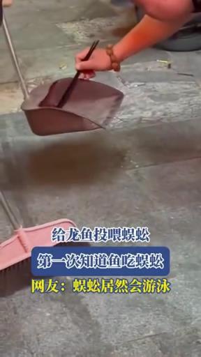 給龍魚投喂蜈蚣，第一次知道魚吃蜈蚣