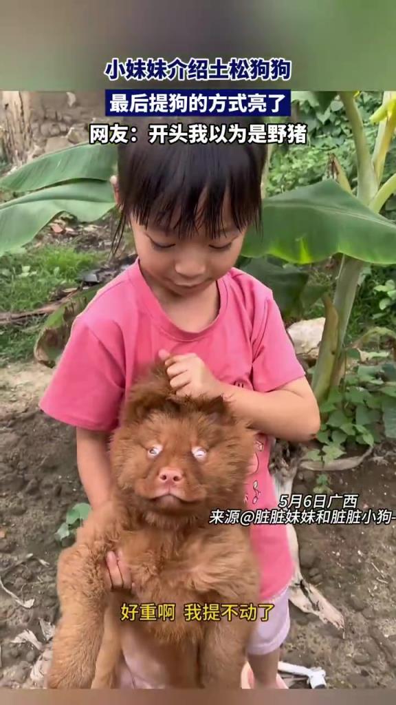 小妹妹介紹土松犬，提狗方式 “硬核” 成視頻亮點