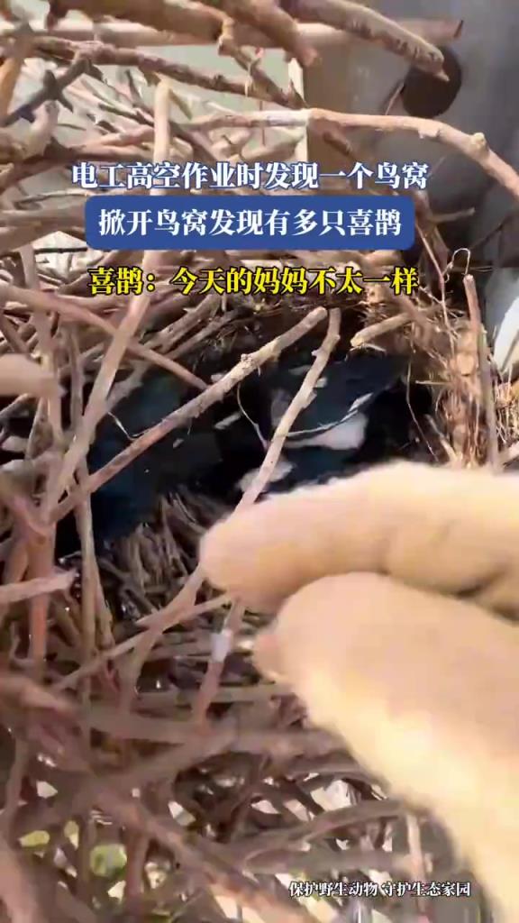 電工高空作業(yè)時發(fā)現(xiàn)一個鳥窩，掀開鳥窩發(fā)現(xiàn)有多只喜鵲