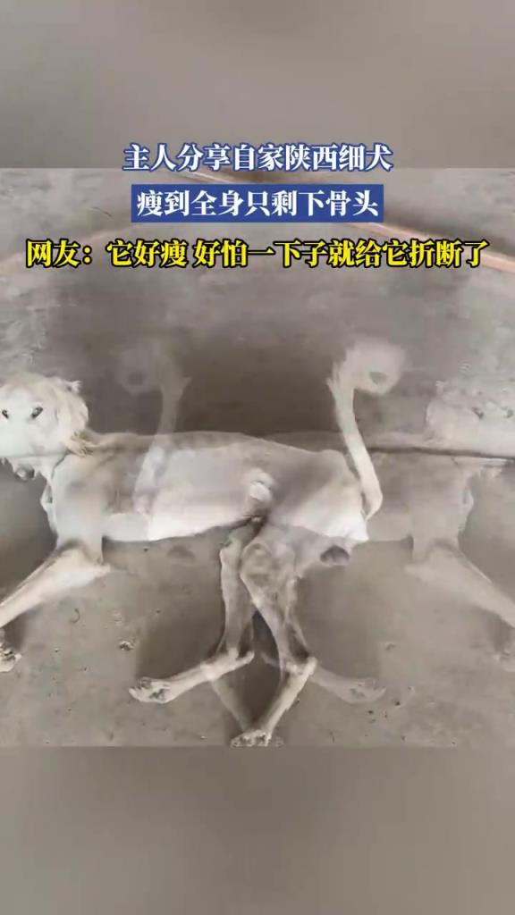 主人分享自家陜西細犬，瘦到全身只剩下骨頭