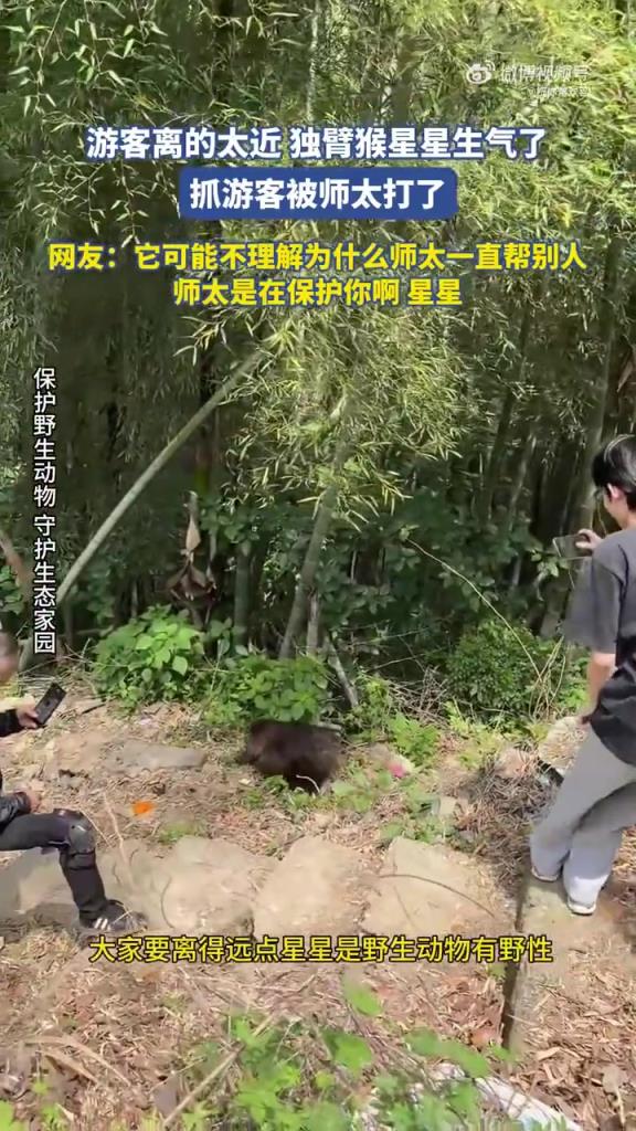 游客近距逗独臂猴被抓，师太出手 “教训” 引热议