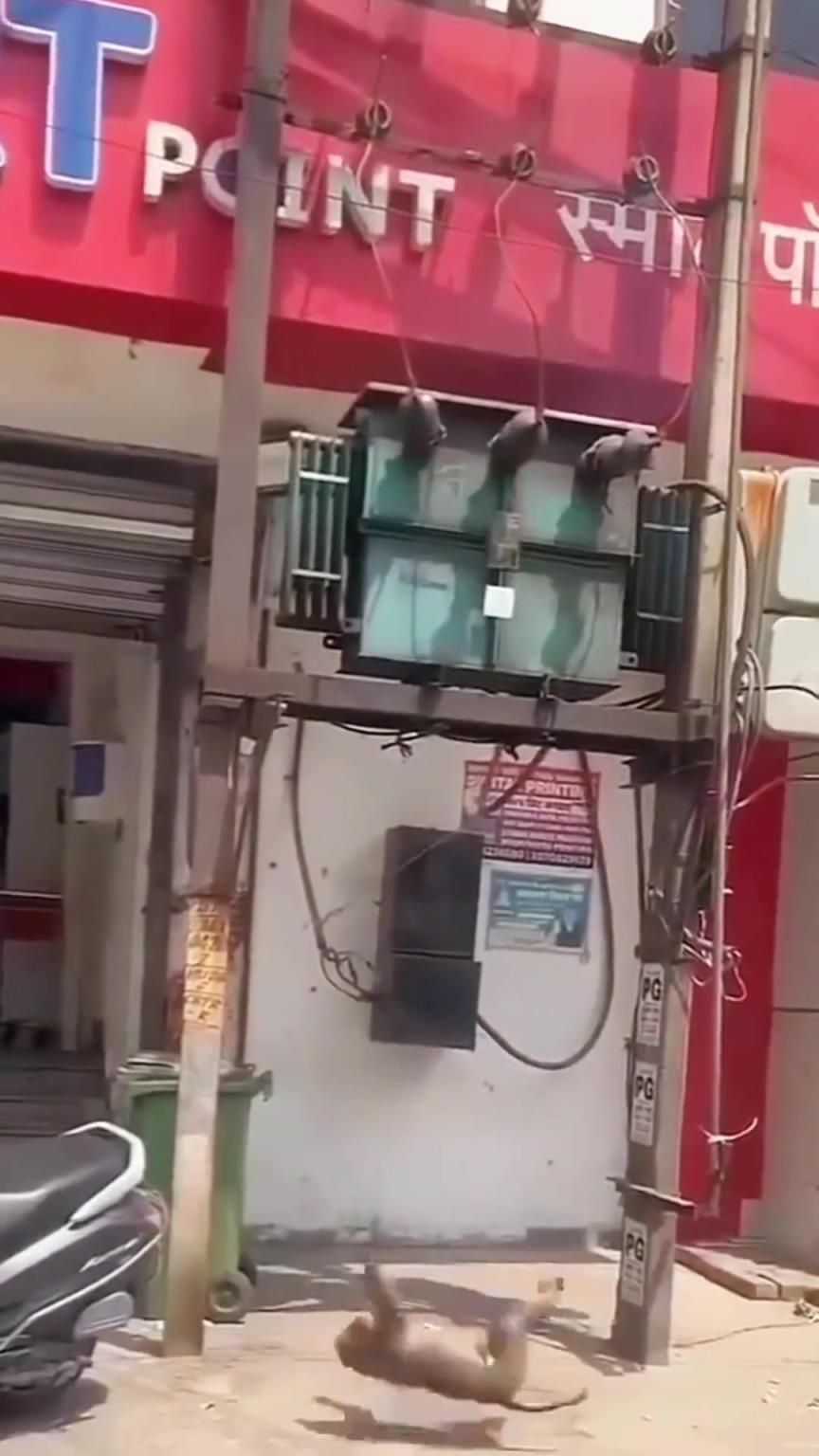 電線有沒有電，猴哥用手摸一下就知道了