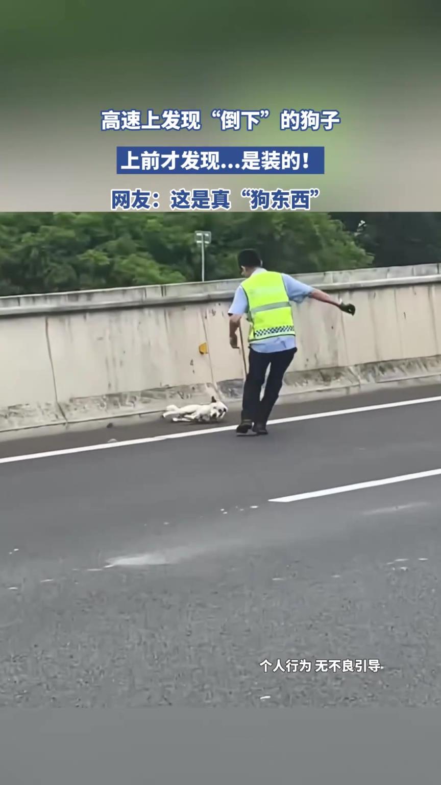 高速上發(fā)現(xiàn)“倒下”的狗子，上前才發(fā)現(xiàn)……是裝的！