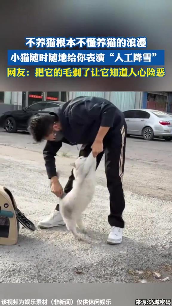 不養(yǎng)貓根本不懂養(yǎng)貓的浪漫，小貓隨時隨地給你表演“人工降雪”