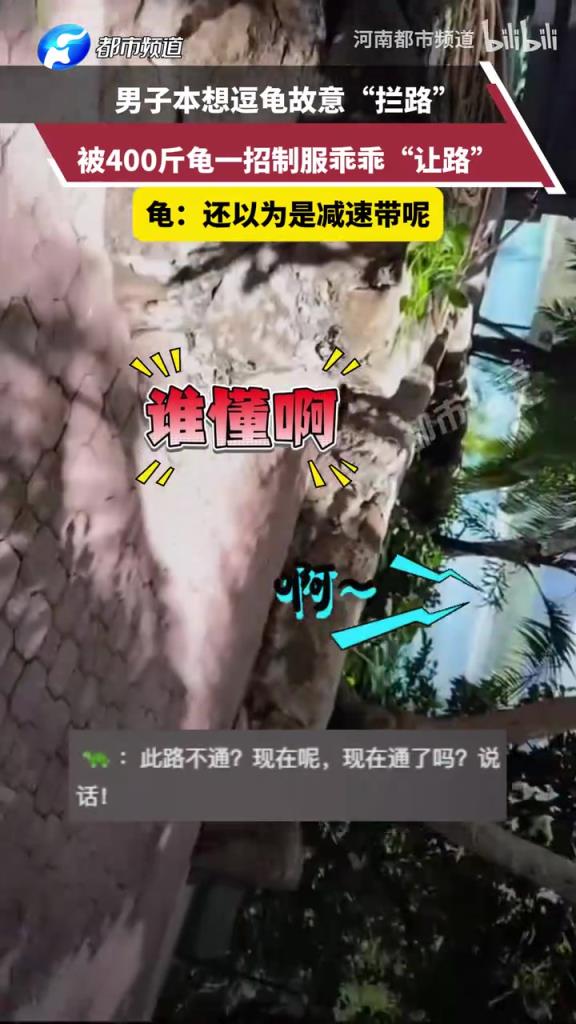 男子本想逗龜故意“攔路”，被400斤龜一招制服乖乖“讓路”