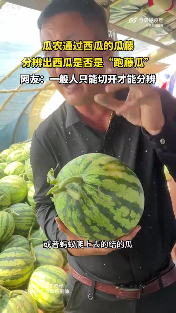 瓜农通过西瓜的瓜藤，分辨出西瓜是否是“跑藤瓜”！