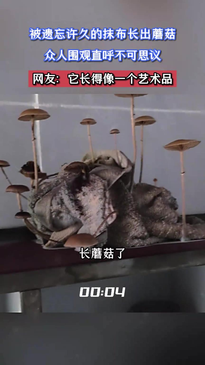 被遺忘許久的抹布長出蘑菇，眾人圍觀直呼不可思議