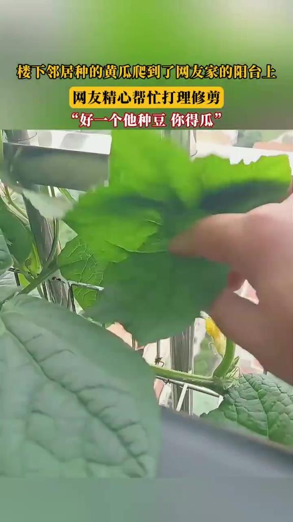 楼下邻居种的黄瓜爬到了网友家的阳台上，网友精心帮忙打理修剪