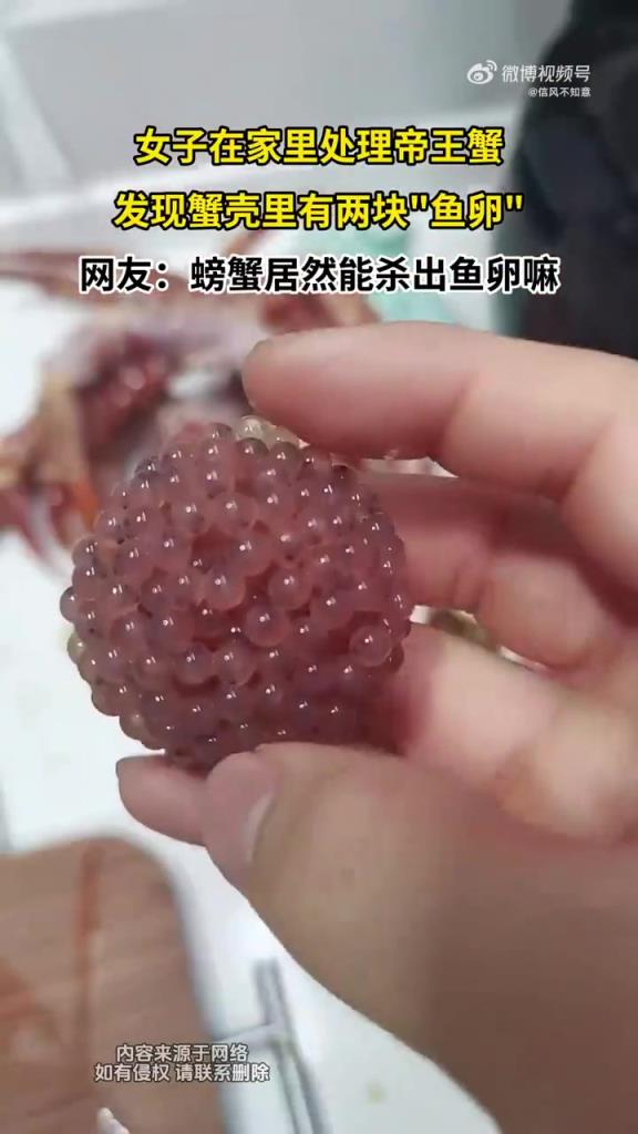 女子在家里處理帝王蟹 發(fā)現(xiàn)蟹殼里有兩塊魚卵