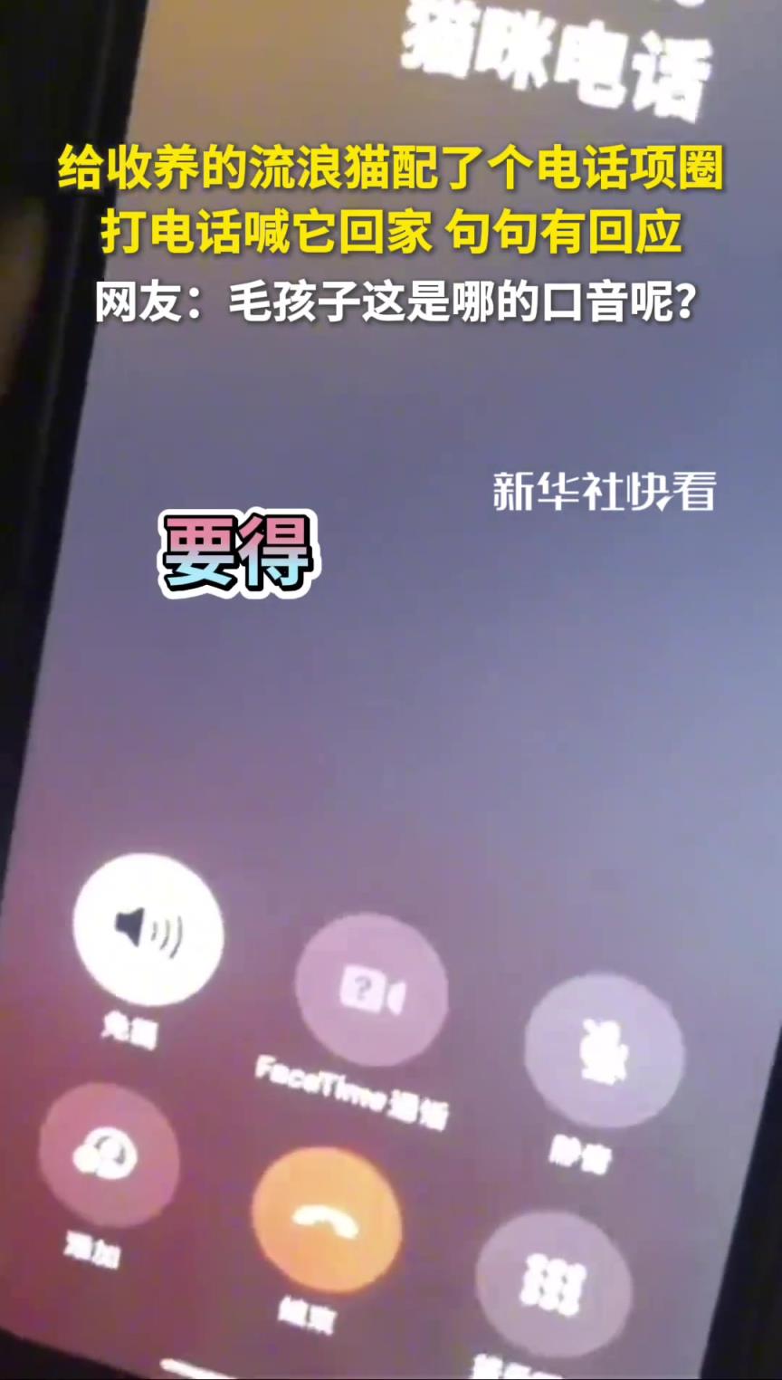 主人给收养的流浪猫配了个电话项圈，打电话喊它回家，句句有回应