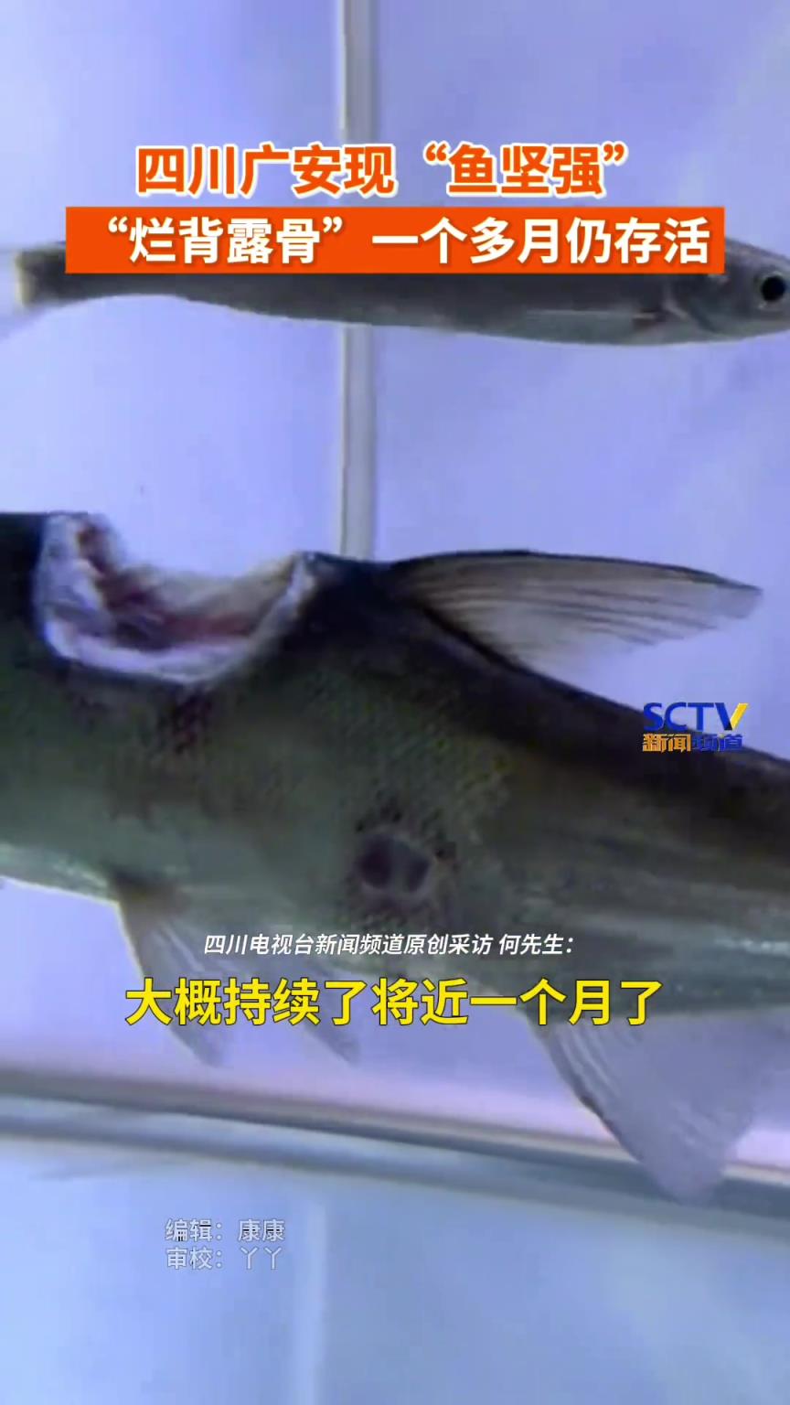 鱼坚强烂背露骨一个月仍存活，主人：会尽量去处理好。