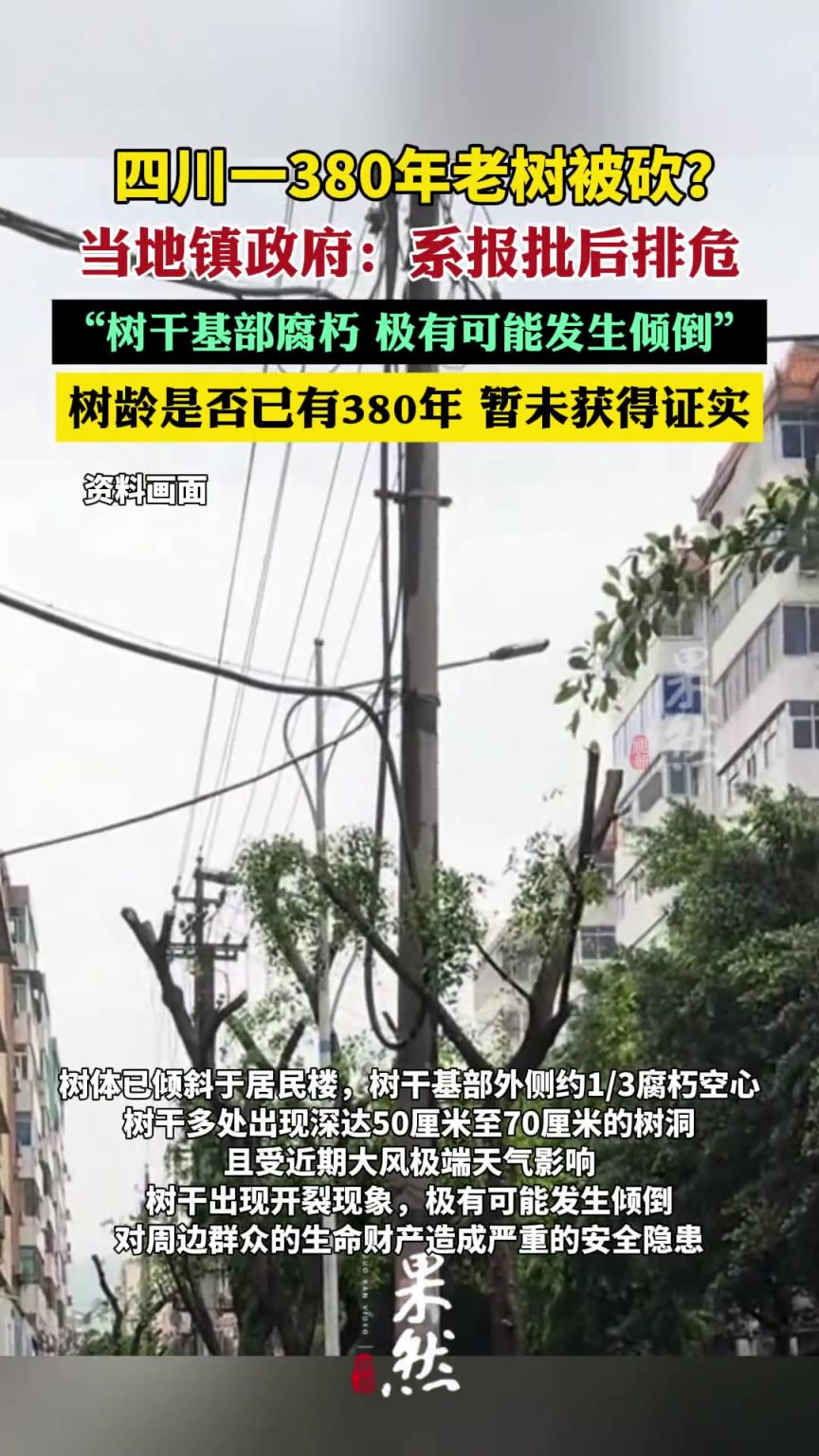 網(wǎng)傳“老樹被砍伐” 事發(fā)地鎮(zhèn)政府：系報(bào)批后排危