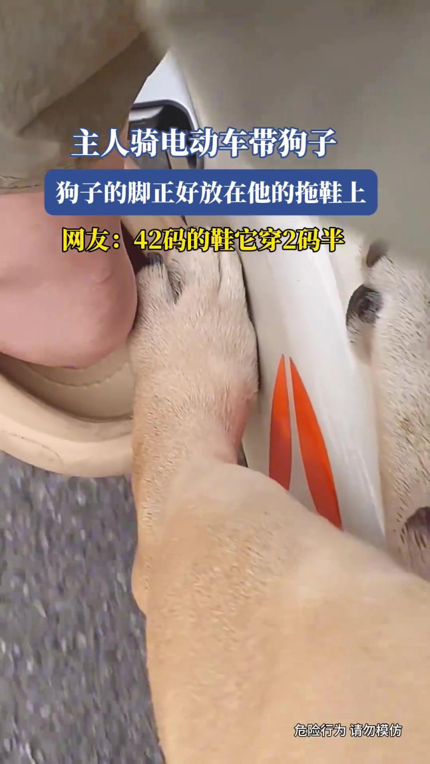 主人骑电动车带狗子，狗子的脚正好放在他的拖鞋上