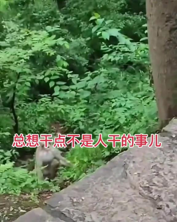還不跑？猴子要跟你拼命了！
