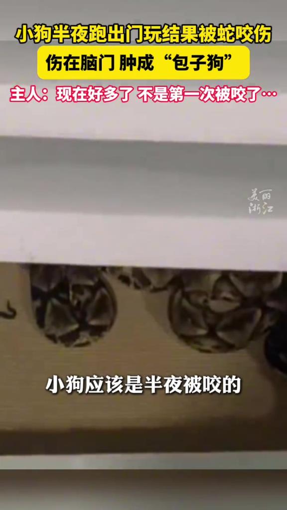 小狗出門玩被蛇咬傷腫成包子狗