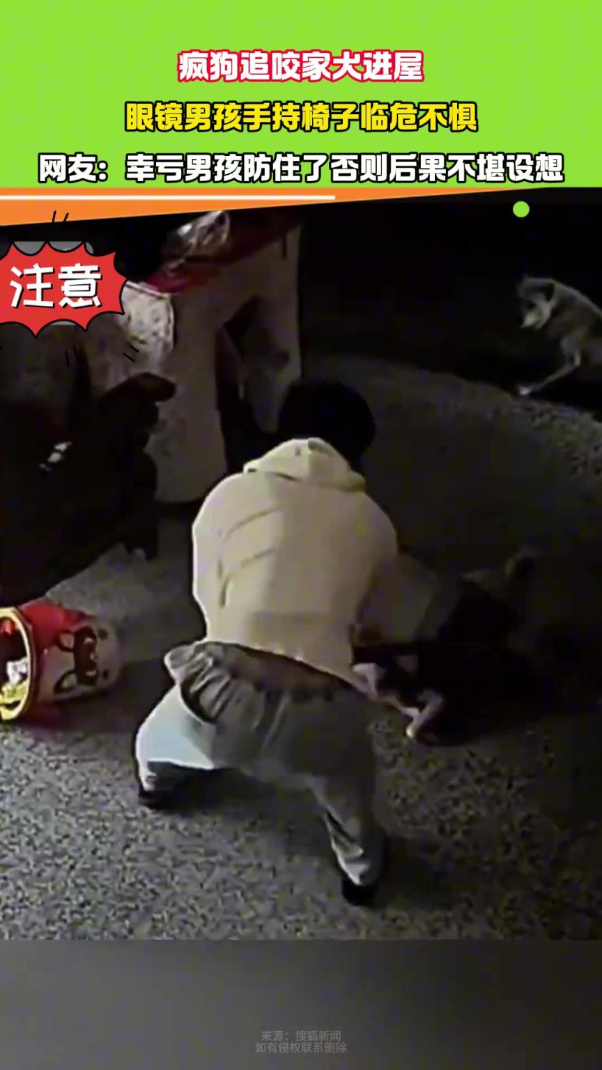 疯狗追咬家犬进屋 眼镜男孩手持椅子临危不惧