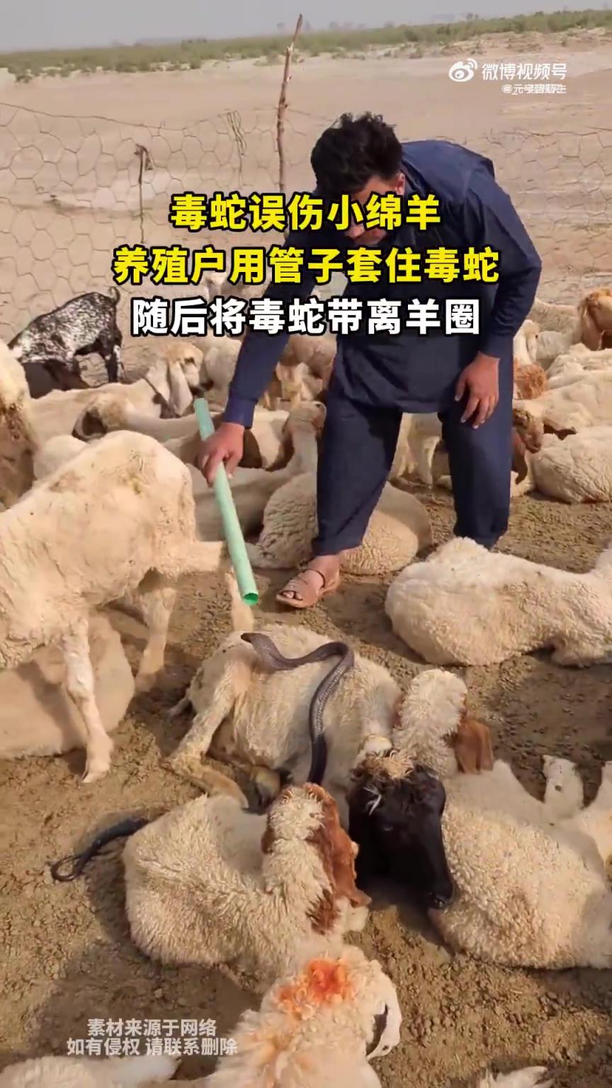 毒蛇误伤小绵羊，养殖户套住毒蛇带离羊圈