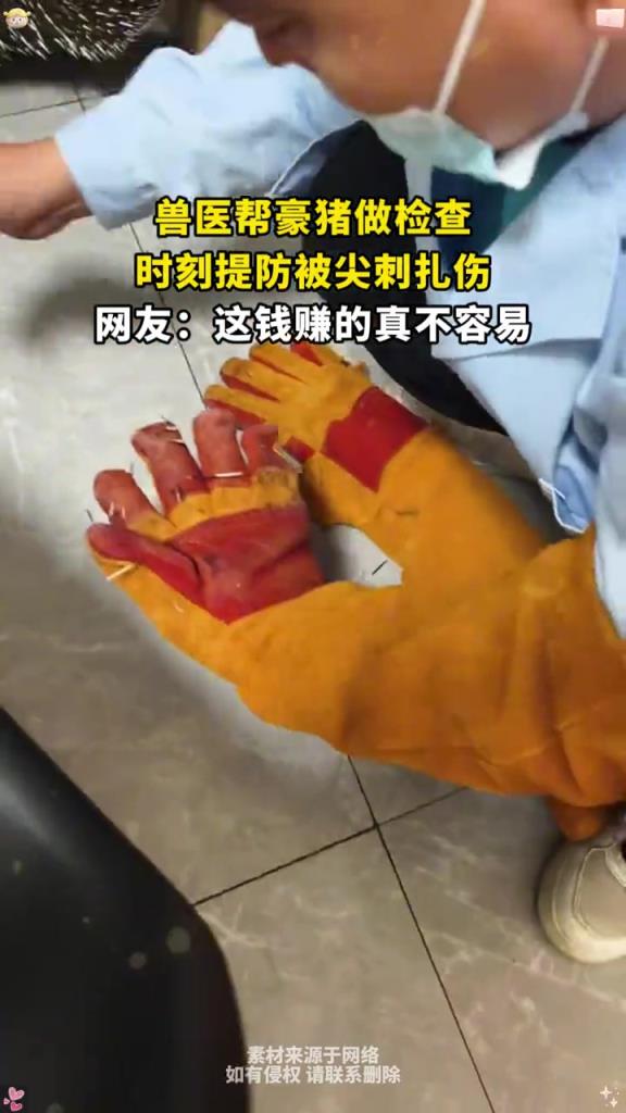 獸醫(yī)幫豪豬做檢查,時(shí)刻提防被尖刺扎傷!!
