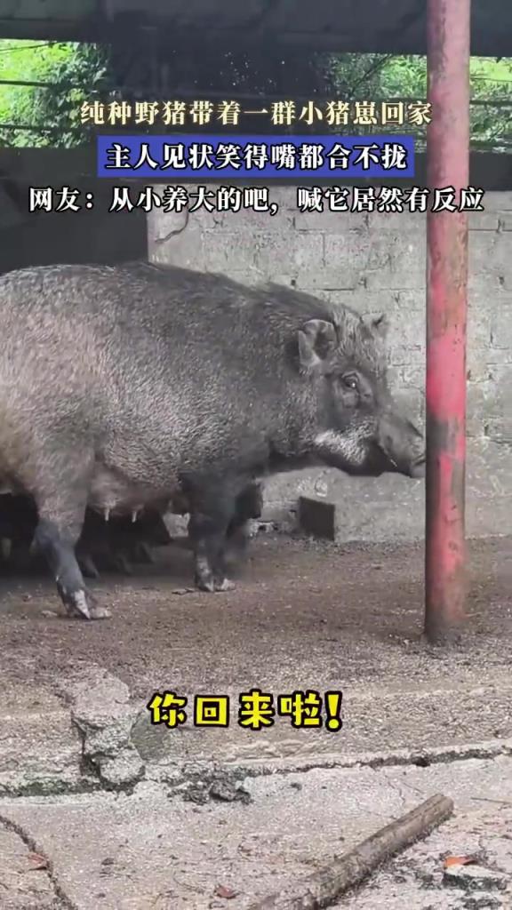纯种野猪带崽回家，主人笑称 “丰收了”