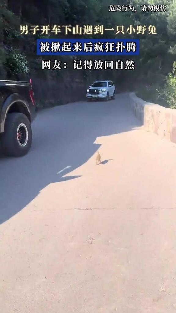 男子開車下山遇到一只小野兔,被揪起來后瘋狂撲騰!!!