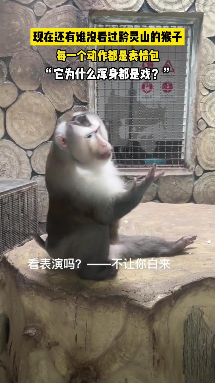 黔灵山的猴子火了，它是怎么做到浑身都是戏的？
