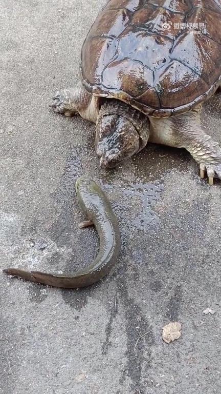 黑魚測試鱷龜，直接一口
