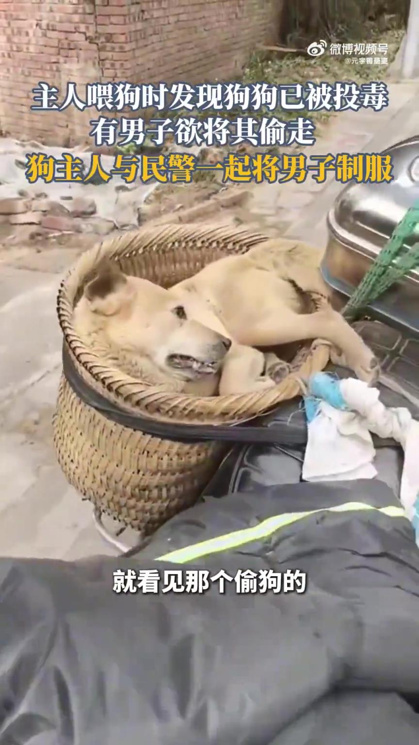主人喂狗发现其被投毒，男子欲偷狗被主人与民警制服