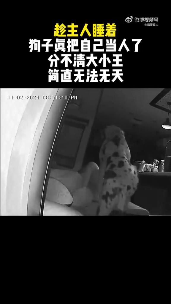 狗子趁女主人睡著搞迷惑行為