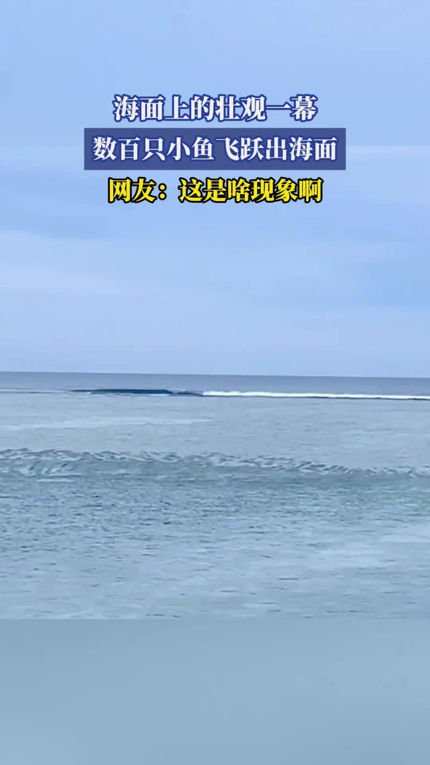 海面上的壯觀一幕，數(shù)百只小魚(yú)飛躍出海面，網(wǎng)友：這是啥現(xiàn)象啊