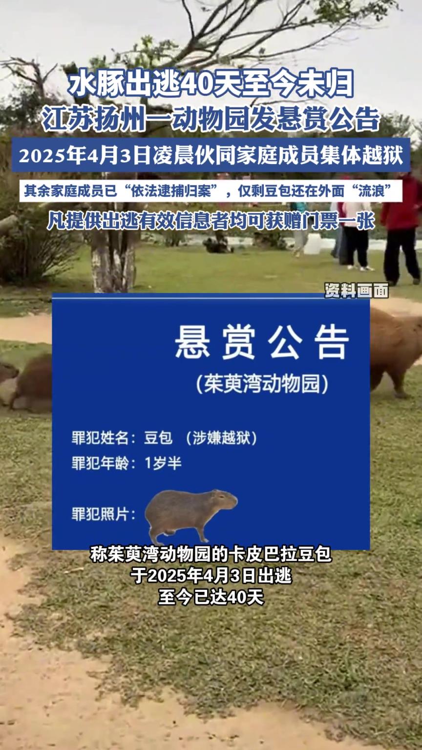 水豚出逃40天至今未歸，江蘇揚(yáng)州一動(dòng)物園發(fā)懸賞公告
