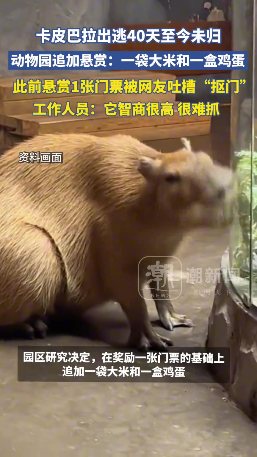 卡皮巴拉出逃40天至今未归，扬州动物园追加悬赏