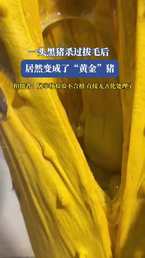 一頭黑豬殺過拔毛后,居然變成了“黃金”豬？