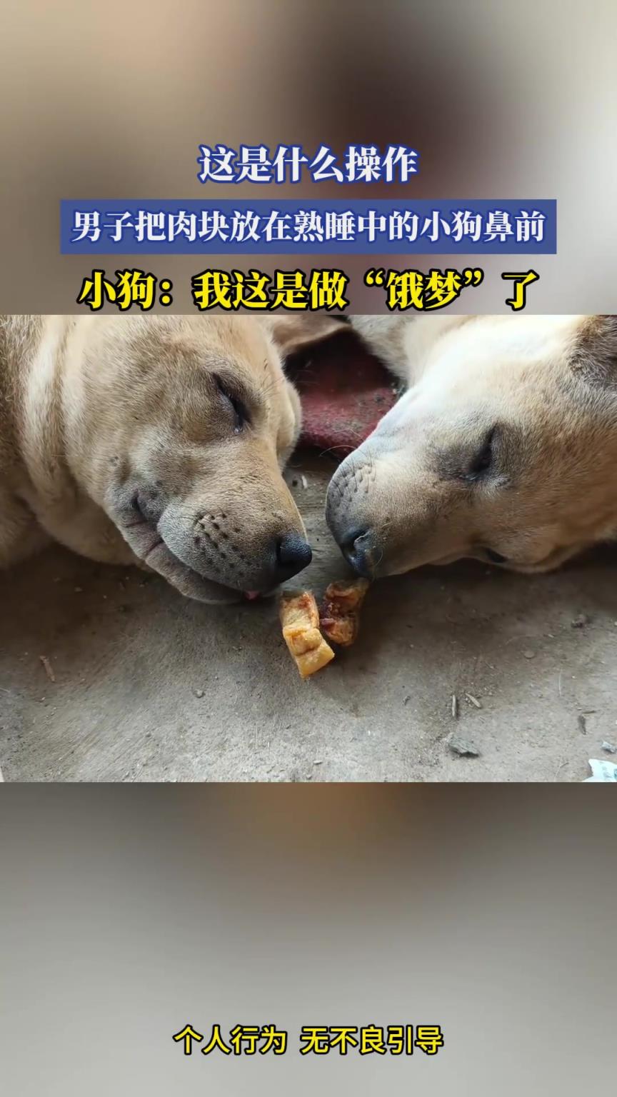 男子把肉块放在熟睡中的小狗鼻前，狗子：我做饿梦了！