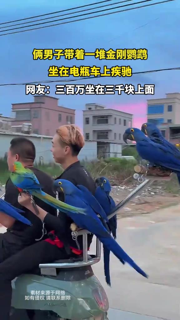 俩男子带着一堆金刚鹦鹉 坐在电瓶车上疾驰