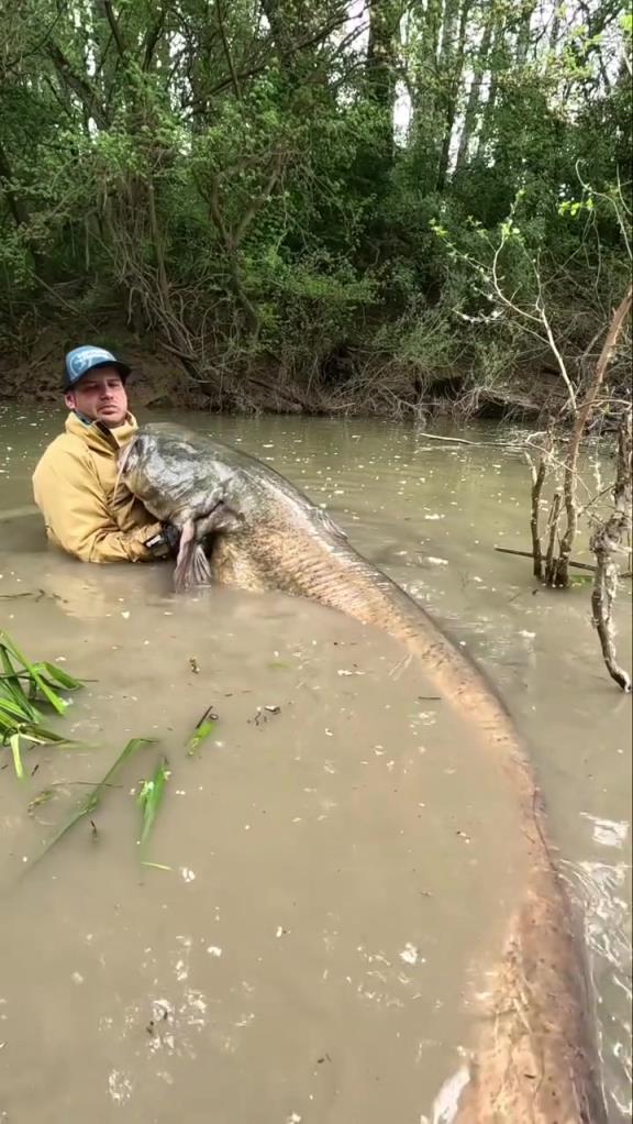 這么大的鯰魚，他能吃人嗎？？！
