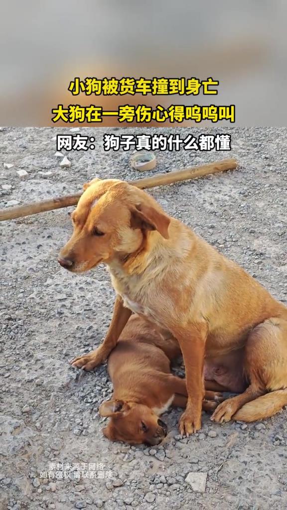 小狗被貨車撞到身亡,大狗在一旁傷心得嗚嗚叫 !!