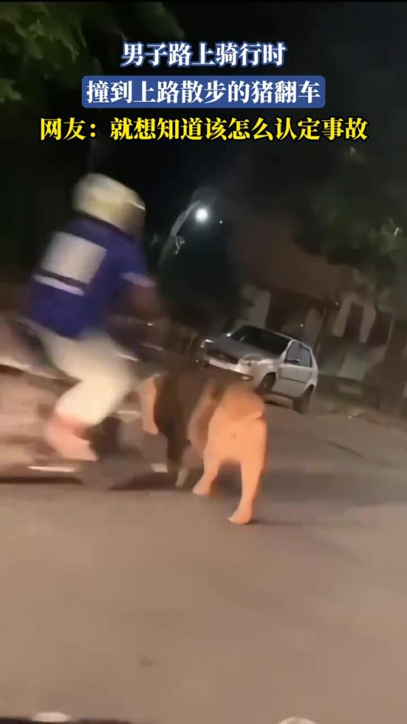 男子路上骑行时 撞到在路上散步的猪直接翻车