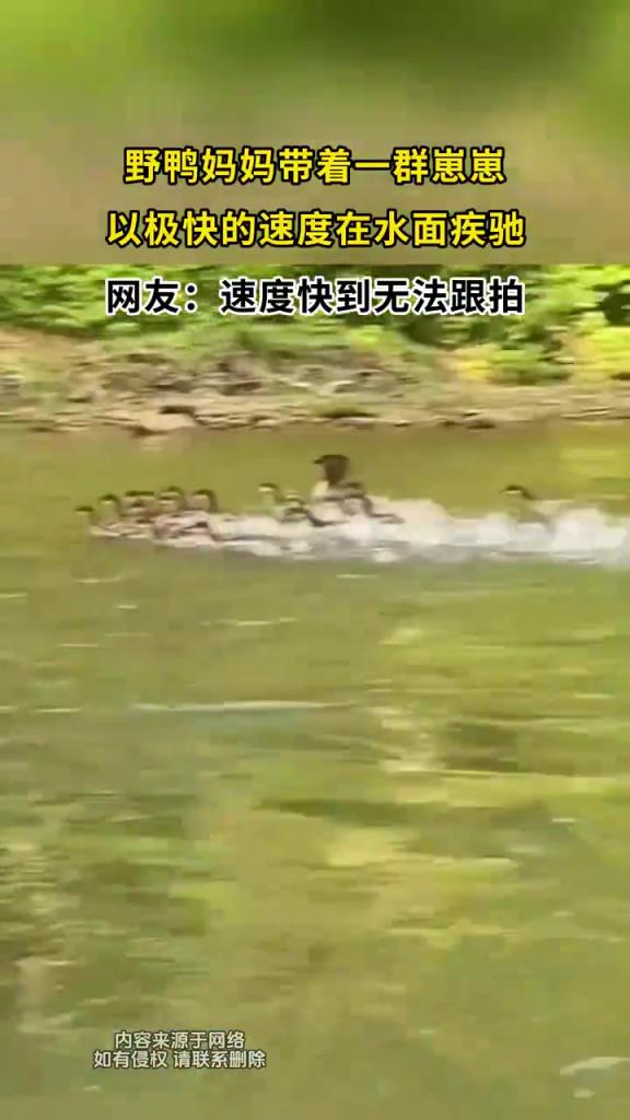 野鸭妈妈带着一群崽崽 以极快的速度在水面疾驰
