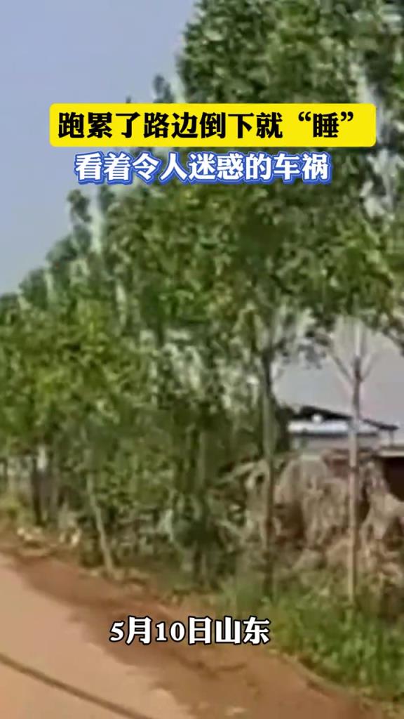 跑累了路邊倒下就睡 看著令人迷惑的車禍