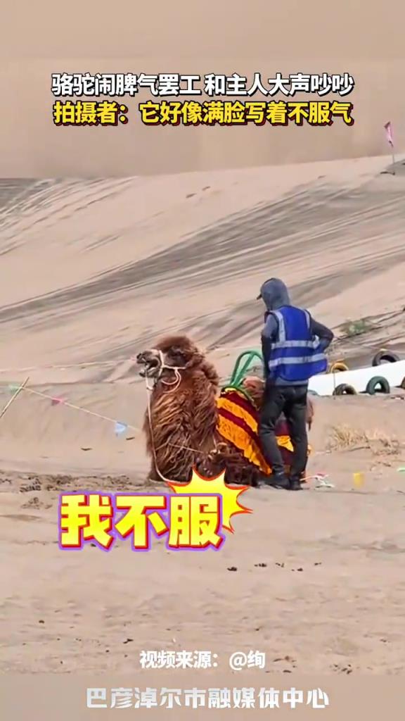 骆驼闹脾气罢工 和主人大声吵吵