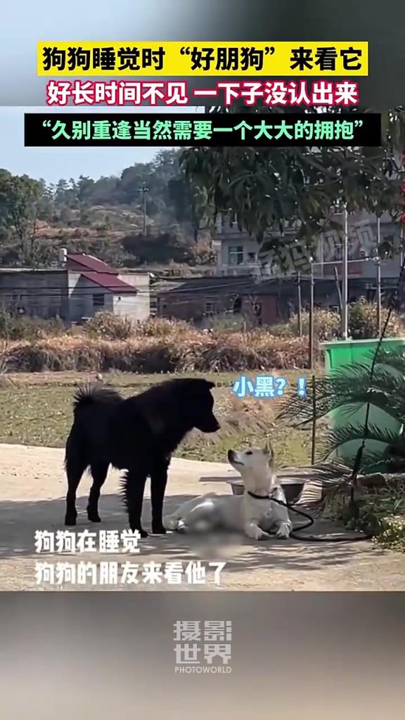 狗狗睡觉时“好朋狗”来看它，好长时间不见一下子没认出来