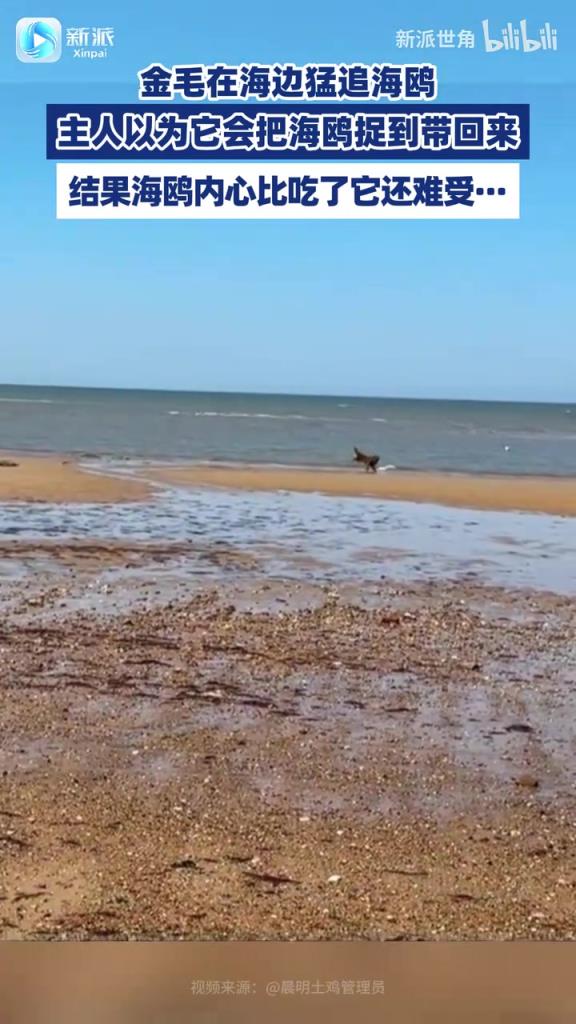 金毛在海边猛追海鸥，结果令人意想不到···