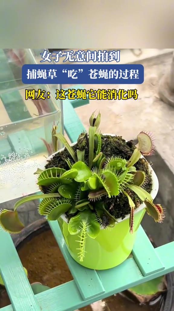 女子无意间拍到捕蝇草“吃”苍蝇的过程！